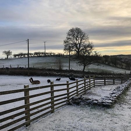 Unique Stay On An Alpaca Therapy Farm With Miniature Donkeys North Wales Mold Exterior foto